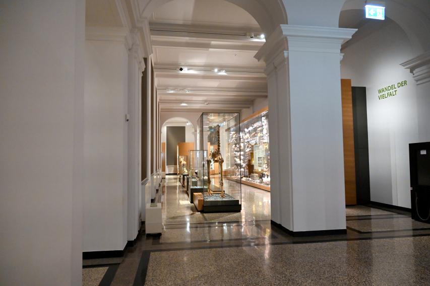 Darmstadt, Hessisches Landesmuseum, Zoologie, Bild 4/77
