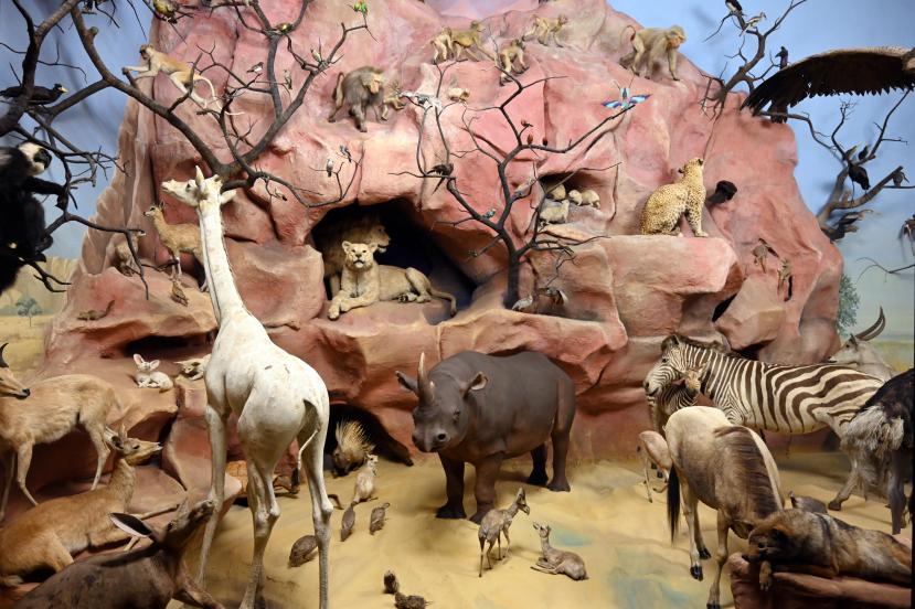 Darmstadt, Hessisches Landesmuseum, Zoologie, Bild 35/77