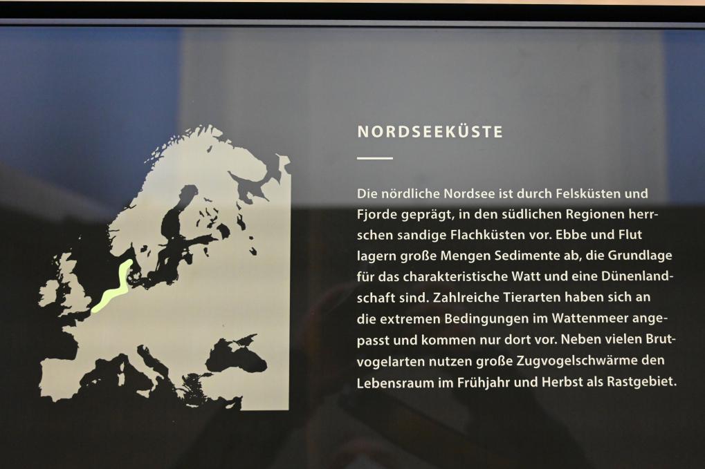Darmstadt, Hessisches Landesmuseum, Zoologie, Bild 51/77